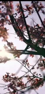 Sunlit cherry blossoms against the sky.