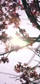 Cherry blossoms with sunlight streaming through branches against a pastel sky.