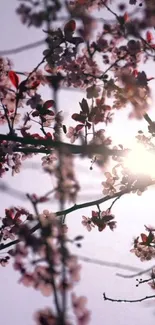 Cherry blossoms with sun shining through branches create a serene mobile wallpaper.