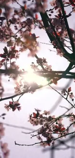 Cherry blossoms with sunlit background.