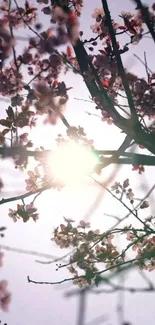 Cherry blossoms against sunrise sky, pink hues.