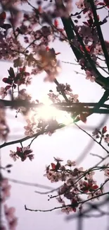 Cherry blossoms at sunrise with soft pink hues.