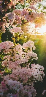 Cherry blossoms illuminated by a golden sunset, creating a peaceful phone wallpaper.