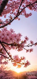 Beautiful cherry blossoms at sunset with pink hues in the sky.