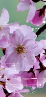 Pink cherry blossoms with digital tech overlay on wallpaper.