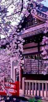 Beautiful cherry blossoms surround a traditional temple in this serene wallpaper.