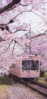 Train surrounded by cherry blossoms.