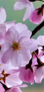 Cherry blossoms in full bloom with delicate pink petals.