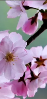 Pink cherry blossoms against a green background creating a serene wallpaper.