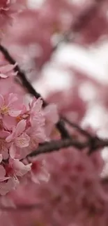 Delicate pink cherry blossoms on branches, serene and beautiful.