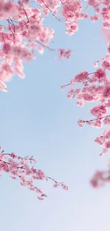 Pink cherry blossoms against a light blue sky, creating a tranquil mobile wallpaper.