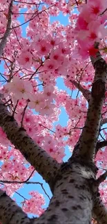 Cherry blossoms viewed from below with a blue sky background.