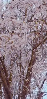 Cherry blossom tree with pink blooms and brown branches.