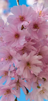 Cherry blossom against a blue sky, creating a serene mobile wallpaper.