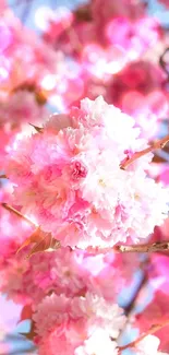 Cherry blossoms on branches against blue sky wallpaper.