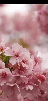 Close-up of vibrant pink cherry blossom flowers in spring.