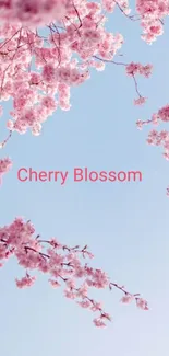 Cherry blossom branches with pink flowers against blue sky.