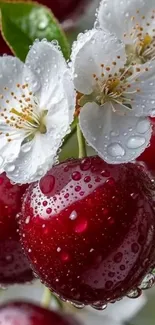 Red cherries with blossoms covered in dew droplets.