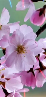 Cherry blossoms with streaks of light on a soft background.