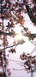 Cherry blossoms against the sunlit sky in a serene smartphone wallpaper.