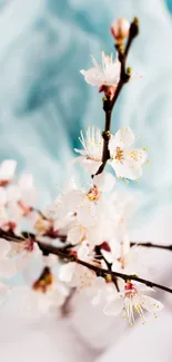 Delicate cherry blossom branch on a light blue background.