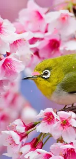 Bird among vibrant pink cherry blossoms.