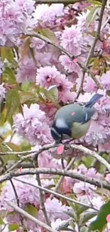 A blue bird perched among cherry blossoms.