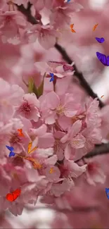 Mobile wallpaper of cherry blossoms and colorful butterflies.