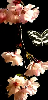 Cherry blossoms with butterfly on black background wallpaper.