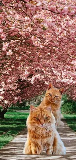 Cats under cherry blossom trees in a serene sunny park scene.