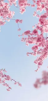 Cherry blossoms with pastel blue sky background.