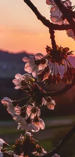 Cherry blossoms silhouetted against a vibrant sunset sky.