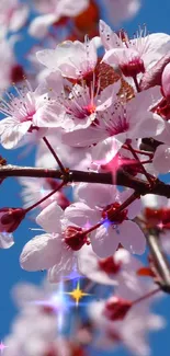 Cherry blossoms against a bright blue sky, perfect for a serene mobile wallpaper.