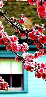 Vibrant cherry blossoms in front of a serene blue house.