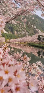 Cherry blossoms reflecting over a calm river with mountains in the background.