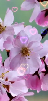 Cherry blossoms with heart overlay, creating a romantic mobile wallpaper.