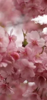 Pink cherry blossoms against a cloudy sky, capturing springtime beauty.