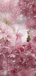 Raindrops on cherry blossoms mobile wallpaper.