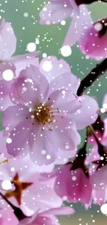 Cherry blossoms with snowflakes on a mobile wallpaper.