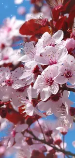 Close-up of cherry blossoms with pink petals against a blue sky.