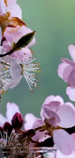 Delicate pink cherry blossoms on a branch.