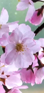 Cherry blossoms against a serene background.