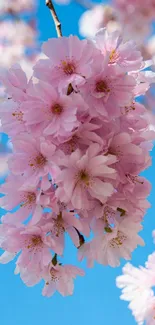 Pink cherry blossoms with a blue sky background.