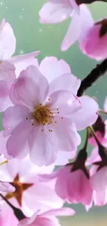 Delicate cherry blossoms in spring, showcasing soft pink hues and gentle beauty.