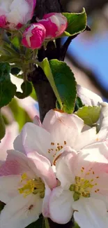 Close-up of cherry blossoms in bloom on a sunny day.