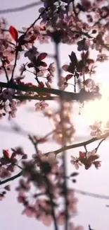 Cherry blossoms with sunlight filtering through branches.