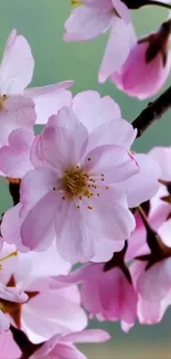 Soft pink cherry blossoms with a green blur background.