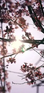 Sunlit cherry blossoms with branches against a gentle pink background.