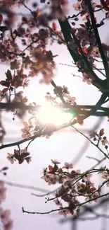 Cherry blossoms illuminated by sunlight, creating a serene view.