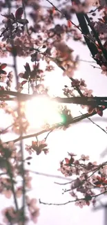 Sunlit cherry blossoms with delicate pink hues on branches.